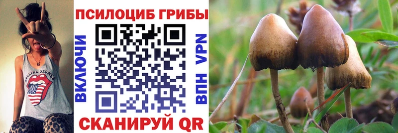 хочу   Оханск  Псилоцибиновые грибы Psilocybe 